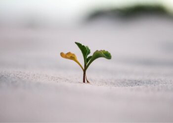 15 strategies pour scaler son saas